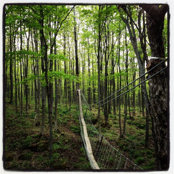 This is a view of a dead canopy "trail" after we had finished the canopy walk.  Taken while standing on a canopy base build around a massive tree trunk about 70 feet.  I loved the zip line down.